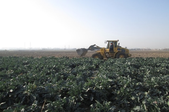 اجرای حکم معدوم‌سازی محصولات کشاورزی با توجه به استفاده از آب آلوده به فاضلاب در شهرستان اسلامشهر 